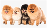 狗狗口腔炎症的症状及防治