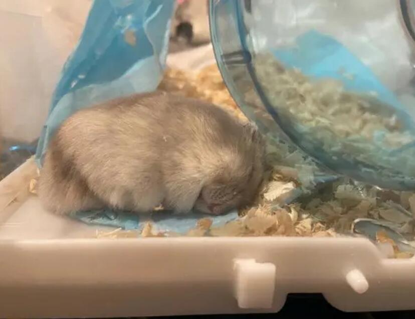 家里有小宝宝可以养仓鼠吗