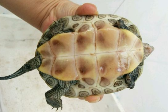 养龟小知识：中华花龟认识主人吗？