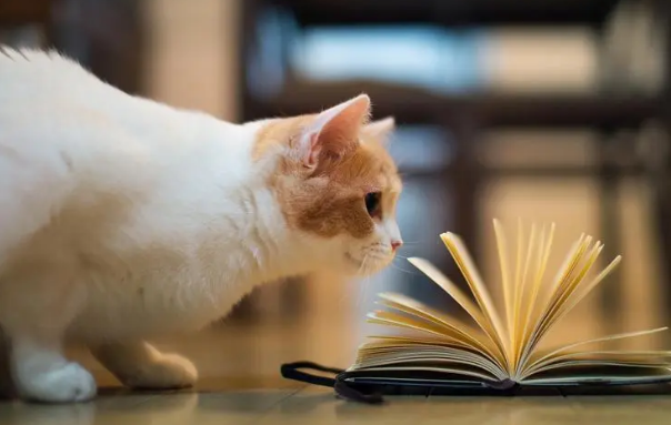 猫猫老上厕所？小心结石大危机
