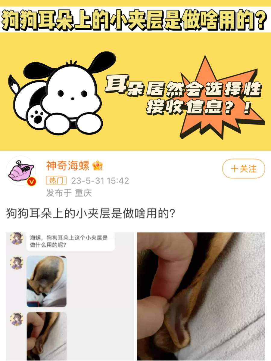 惊了！狗狗耳朵上的小夹层居然有这个功能！
