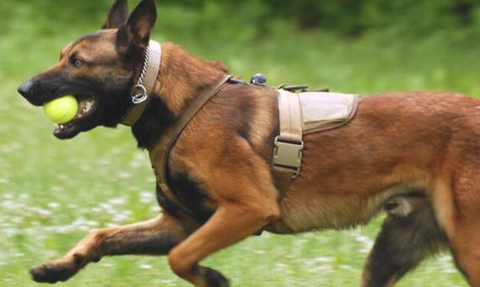 东德牧羊犬拉肚子可以做绝育手术吗？来看看吧