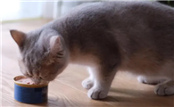 猫肠道处方罐头要吃多久呢？