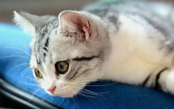 猫咪做绝育手术，必看的10条注意事项！