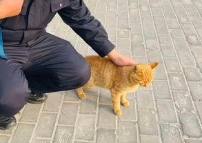 猫值1000被偷了警察会管吗