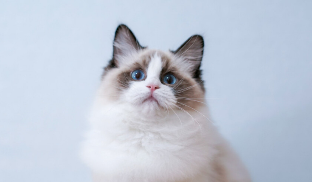 如何训练布偶猫抓东西？怎么摸布偶猫