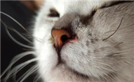 猫打喷嚏出血是怎么回事