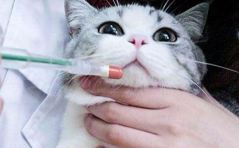 猫咪都有食道狭窄吗为什么呢 猫咪都有食道狭窄吗为什么呢