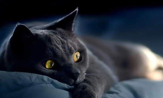 宠物猫耍小脾气该怎么应对?猫咪训练技巧!