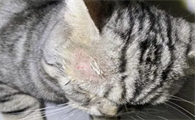 猫猫长癣是什么样子啊