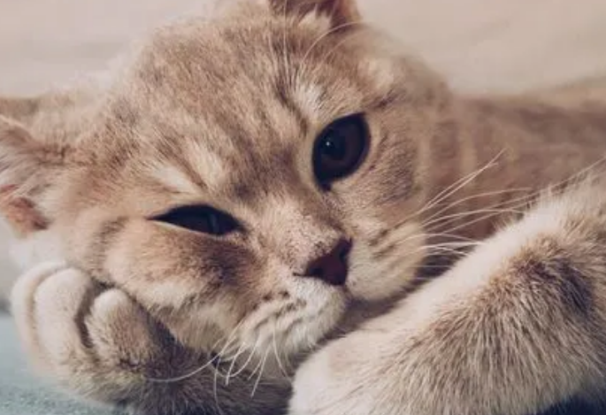 猫咪为什么不生猫宝宝呢
