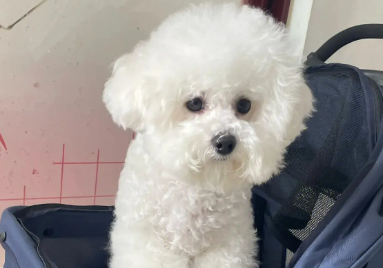 比熊增毛吃啥,比熊头发少如何增毛? 比熊增毛吃啥,比熊头发少如何增毛?