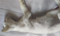 猫传腹传染给别的猫的几率大吗