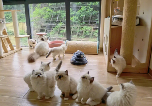 深圳猫舍哪家靠谱