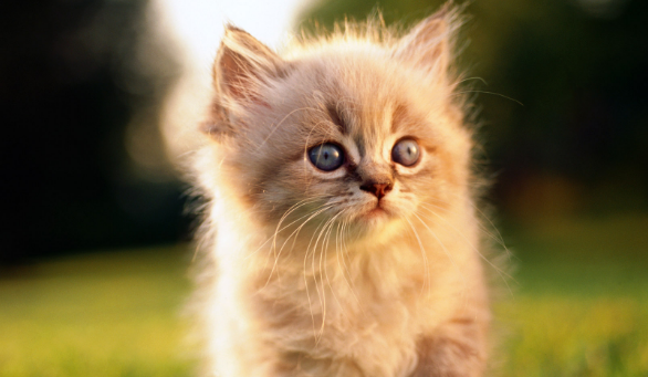 一个月的小猫怎么训练大小便