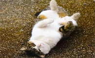 猫咪半夜打滚咬人是为什么呢