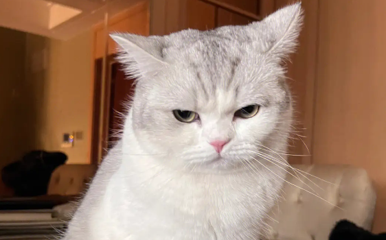 猫绝育后会狂躁多久呢？