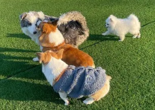 小型的狗狗寄养多少钱一天