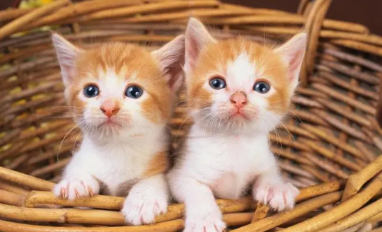如何让猫咪养成良好的便溺习惯,养猫必修课! 如何让猫咪养成良好的便溺习惯,养猫必修课!