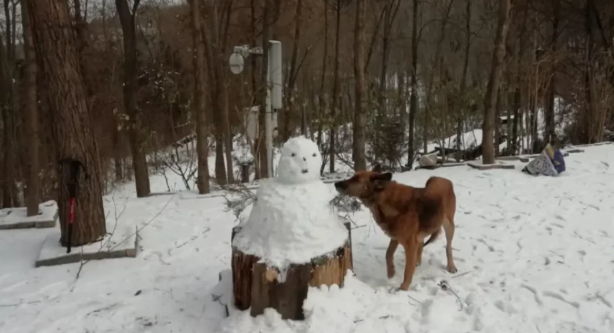 雪地里发现只剩1只狼狗,任凭它自生自灭了:可怜它还在看家护院 雪地里发现只剩1只狼狗,任凭它自生自灭了:可怜它还在看家护院