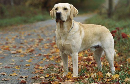 拉布拉多属于中型还是大型犬 拉布拉多属于中型还是大型犬