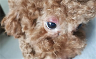 狗狗眼睛肿了怎么办啊？