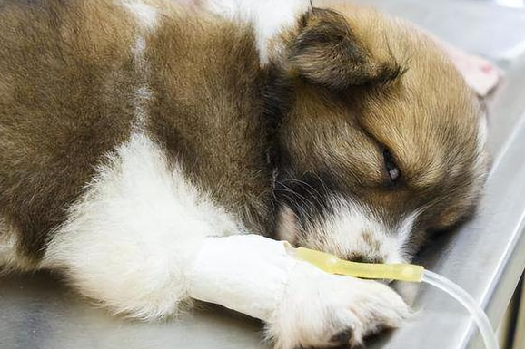 犬细小的最佳治疗方法是什么呢
