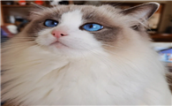 上海猫舍布偶猫咪