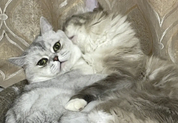 两只公猫一前一后怎么养