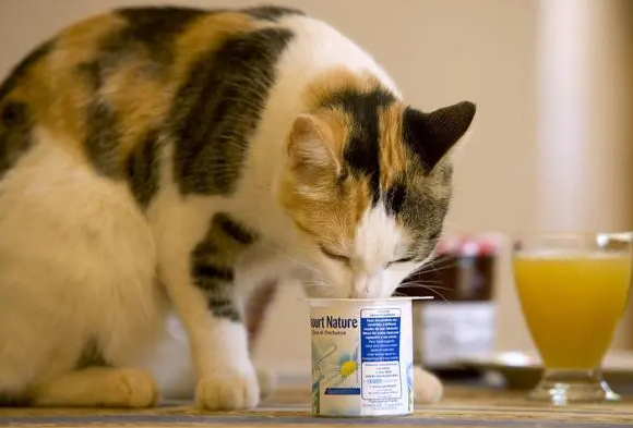 猫咪狗狗可以喝酸奶吗一天几次啊
