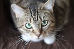 猫前庭综合症是什么病？猫前庭综合症的病因及症状！