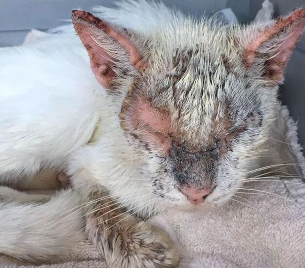 猫咪得皮肤病后的药浴方法,你学会了吗? 猫咪得皮肤病后的药浴方法,你学会了吗?