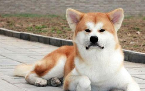 秋田犬生病没有胃口吃东西怎么办,秋田犬没有胃口怎么办? 秋田犬生病没有胃口吃东西怎么办,秋田犬没有胃口怎么办?