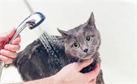 宠物店猫洗澡要多久
