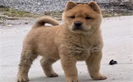中华田园犬多少钱一只幼犬