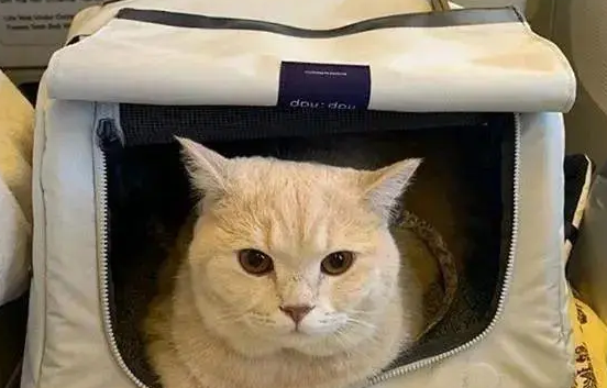 坐飞机宠物猫怎么托运的 坐飞机宠物猫怎么托运的