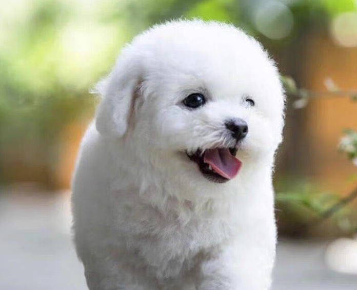比熊犬好养吗?比熊犬的喂养方法
