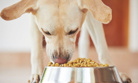 换犬粮的情况下为狗狗怎么会出現消化不好或恶心呕吐的状况？