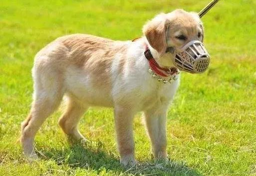 狗狗为什么会呕吐不止 狗狗为什么会呕吐不止