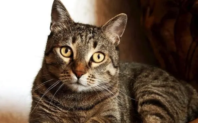 猫会主动去猫砂盆里拉屎吗为什么