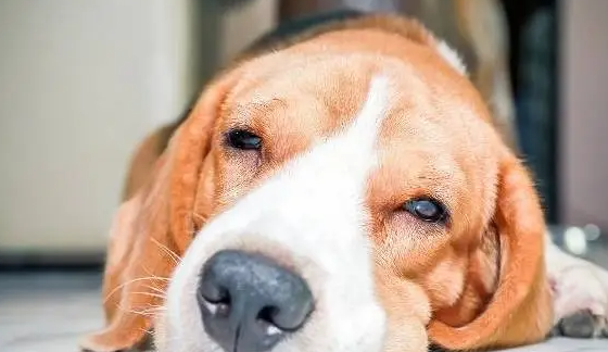 狗狗为什么会眼睛眨眼