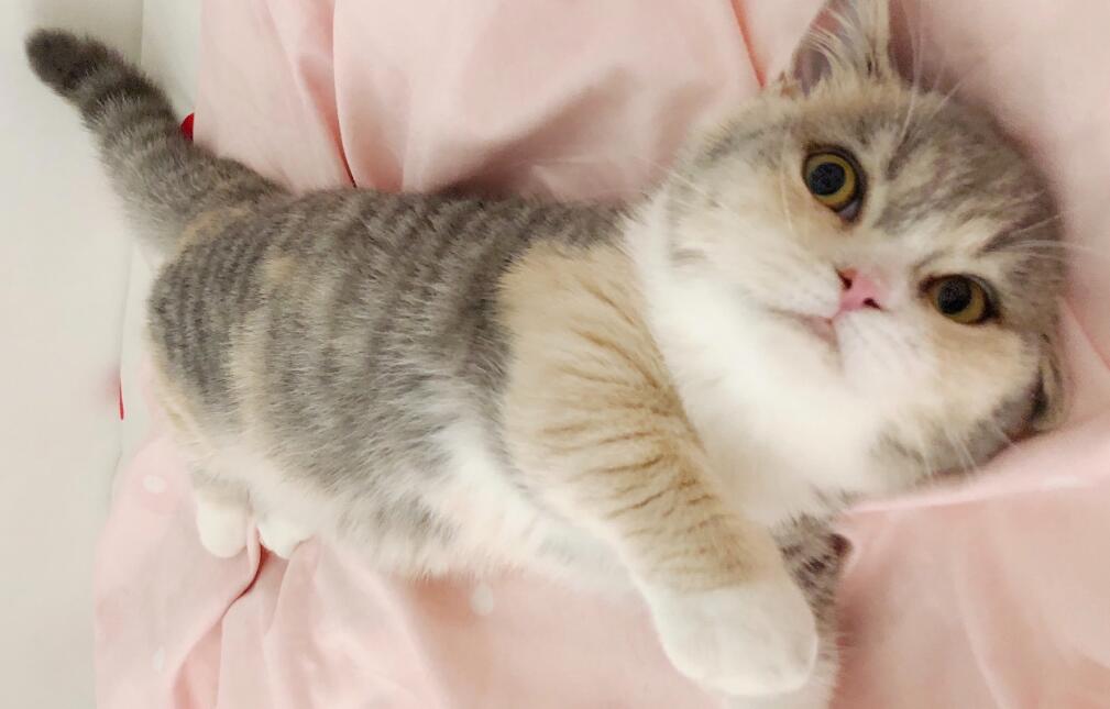 十种宠物猫咪表达爱意的方式