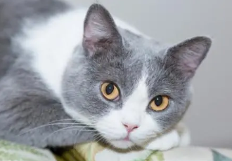 什么属相能养猫能旺财 什么属相能养猫能旺财