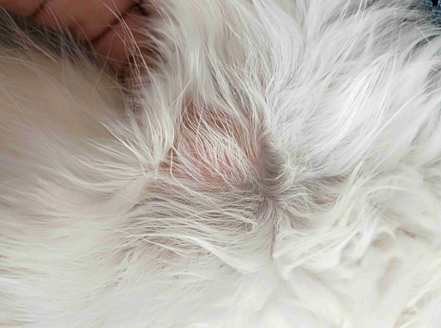 猫咪有哪些常见皮肤病类型？现在来看看！