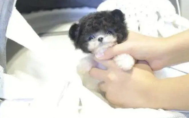 茶杯泰迪怎么看纯不纯 茶杯泰迪怎么看纯不纯