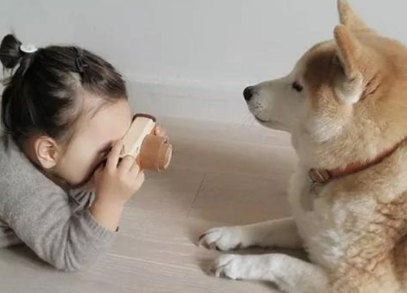 柴犬为何适合做伴侣犬？看完这篇文章你就懂了！