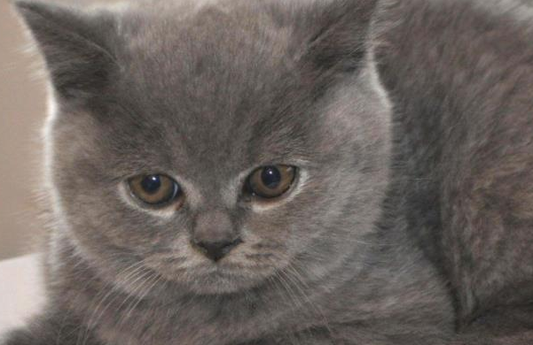 掉毛严重的猫排行榜，一起来看看！