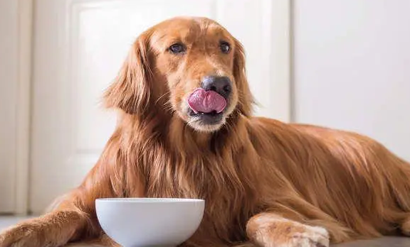 狗狗为什么食量少呢 狗狗为什么食量少呢