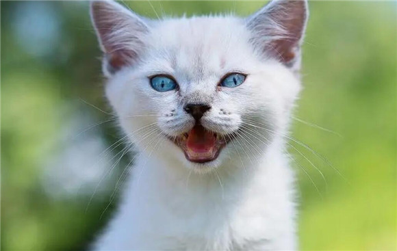 赖氨酸对猫咪有什么作用 赖氨酸对猫咪有什么作用