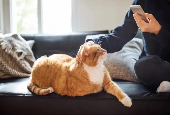 猫流红褐色眼泪的原因，是什么？